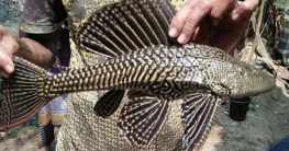 দক্ষিণ আমেরিকার সাকার মাছ ধরা পড়েছে নাটোরে